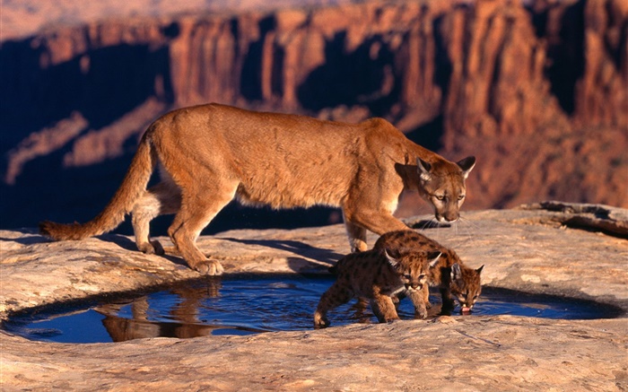 Leão de montanha, mãe e filhotes Papéis de Parede, imagem