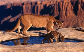 Leão de montanha, mãe e filhotes HD Papéis de Parede
