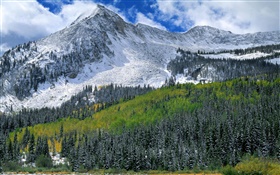 Montanhas, neve, floresta, árvores HD Papéis de Parede