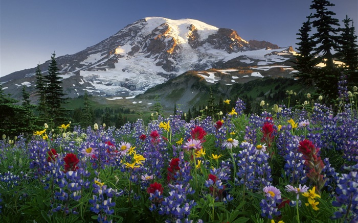 Montanhas, flores silvestres Papéis de Parede, imagem