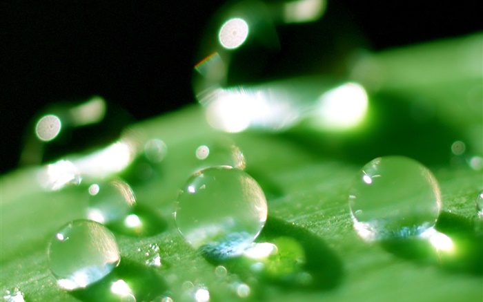 A folha da natureza macro close-up, orvalho, verde Papéis de Parede, imagem