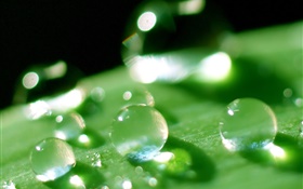 A folha da natureza macro close-up, orvalho, verde HD Papéis de Parede