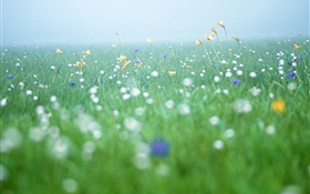 cenário da natureza, grama, flores silvestres HD Papéis de Parede