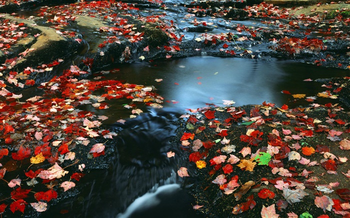Cenário da natureza, folhas vermelhas, creek, outono Papéis de Parede, imagem