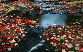 Cenário da natureza, folhas vermelhas, creek, outono HD Papéis de Parede