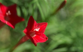 Uma flor vermelha close-up, fundo verde