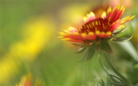 Laranja e pétalas vermelhas flor close-up HD Papéis de Parede