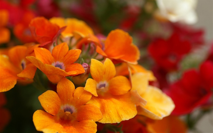 pétalas de flores Close-up alaranjado Papéis de Parede, imagem