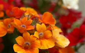 pétalas de flores Close-up alaranjado