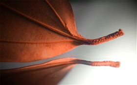 folha de laranjeira, imagens criativas HD Papéis de Parede