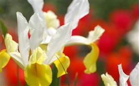 Flor da orquídea close-up, pétalas amarelas brancas