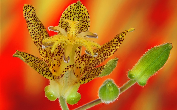 pétalas de flores da orquídea close-up Papéis de Parede, imagem
