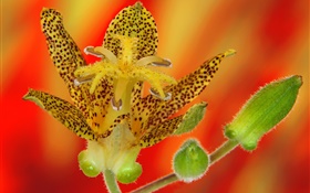 pétalas de flores da orquídea close-up HD Papéis de Parede