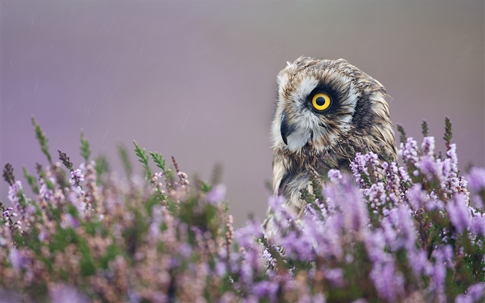 Owl nas flores de lavanda Papéis de Parede, imagem