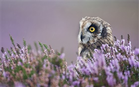 Owl nas flores de lavanda