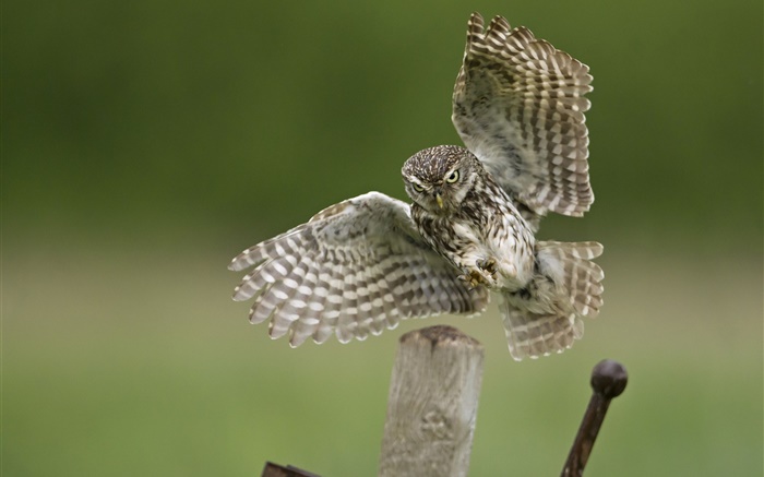 Owl aterragem, asas, coto Papéis de Parede, imagem