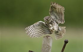 Owl aterragem, asas, coto