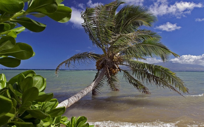 Palmeira, mar, água, Havaí, EUA Papéis de Parede, imagem