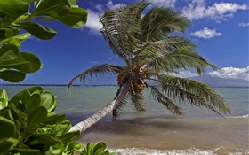 Palmeira, mar, água, Havaí, EUA HD Papéis de Parede