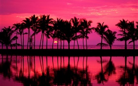 palmeiras, esboço, céu vermelho, pôr do sol, mar