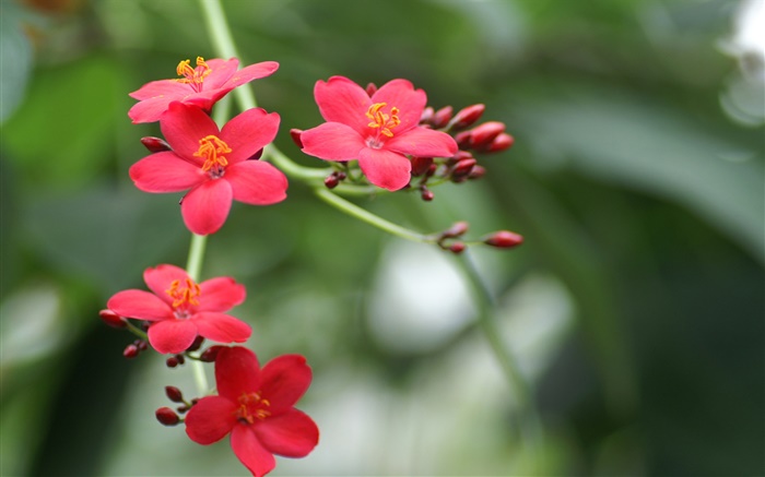 Parque flores close-up, pétalas vermelhas Papéis de Parede, imagem