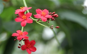 Parque flores close-up, pétalas vermelhas