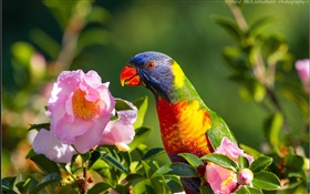 Papagaio, pássaro, flor rosa, galhos HD Papéis de Parede