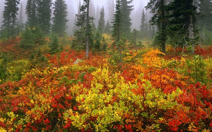 pinheiros, outono, amanhecer, névoa Papéis de Parede, imagem