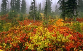 pinheiros, outono, amanhecer, névoa