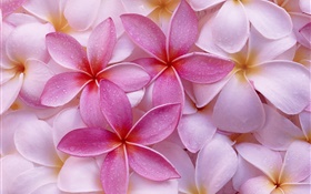 Rosa e pétalas brancas frangipani, gotas da água HD Papéis de Parede