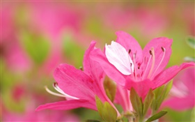 Azáleas do rosa pétalas close-up HD Papéis de Parede