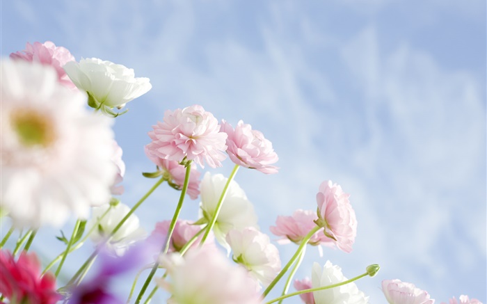 cravos-de-rosa flores Papéis de Parede, imagem
