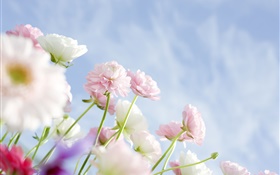 cravos-de-rosa flores HD Papéis de Parede