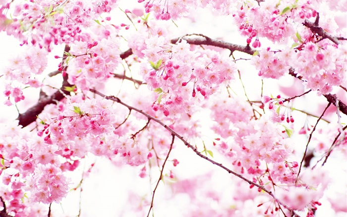 flores de cerejeira cor de rosa flor, primavera Papéis de Parede, imagem