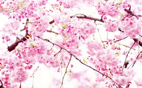 flores de cerejeira cor de rosa flor, primavera HD Papéis de Parede