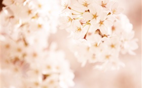 flores de cerejeira cor de rosa, bokeh HD Papéis de Parede