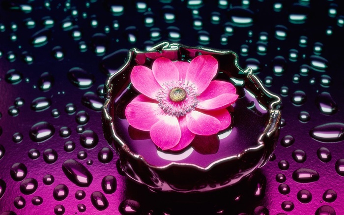 flor cor de rosa close-up, gotas da água Papéis de Parede, imagem