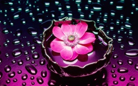 flor cor de rosa close-up, gotas da água HD Papéis de Parede