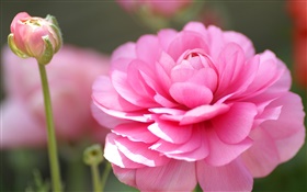 flor rosa macro fotografia, pétalas, bokeh HD Papéis de Parede