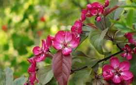 flores cor de rosa, flor, folhas, primavera HD Papéis de Parede