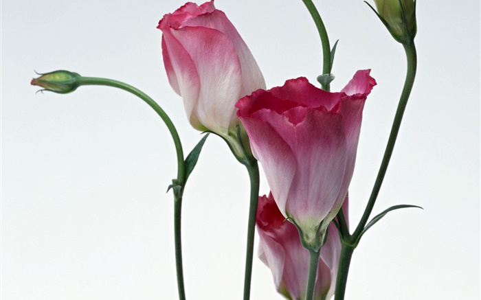 flores cor de rosa close-up, fundo do borrão Papéis de Parede, imagem