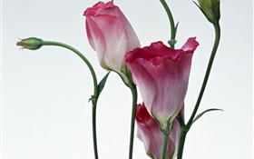flores cor de rosa close-up, fundo do borrão HD Papéis de Parede