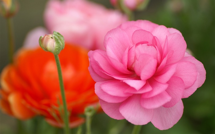 flores cor de rosa close-up, bokeh Papéis de Parede, imagem