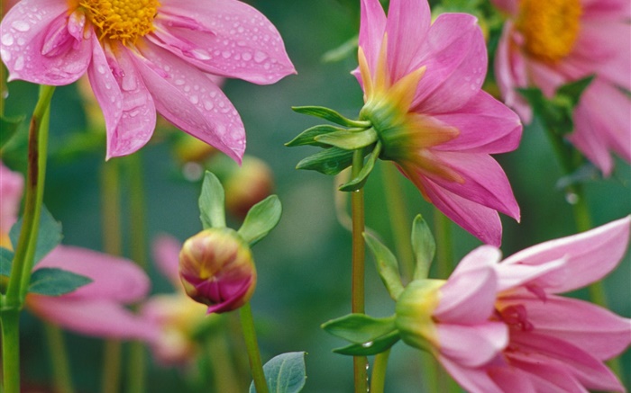 flores cor de rosa close-up, orvalho Papéis de Parede, imagem