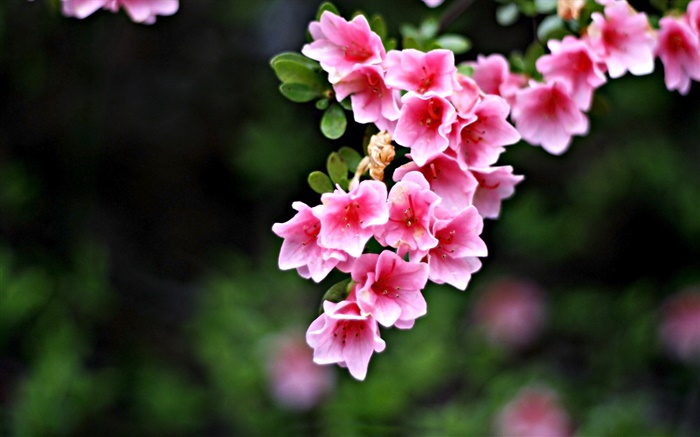 Pink flores, galhos, Primavera Papéis de Parede, imagem