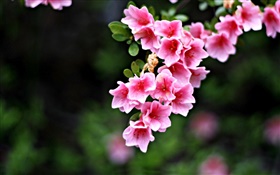Pink flores, galhos, Primavera