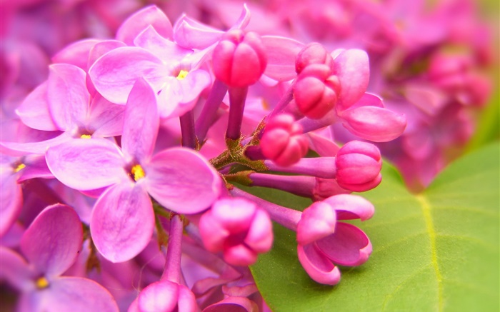 flores lilás rosa Papéis de Parede, imagem