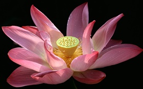 flor de lótus rosa close-up, orvalho, fundo preto HD Papéis de Parede