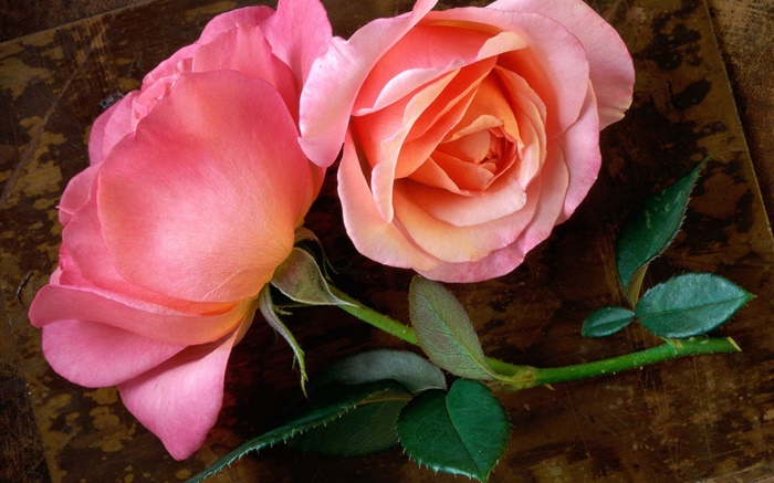 Rosa levantou-se flor na placa de madeira Papéis de Parede, imagem