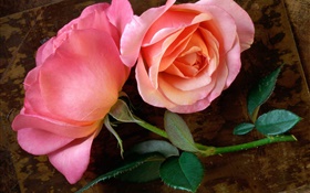 Rosa levantou-se flor na placa de madeira HD Papéis de Parede